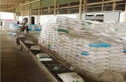 Bảo đảm chất lượng và thương hiệu để sản xuất lúa gạo thông suốt qua chuỗi giá trị