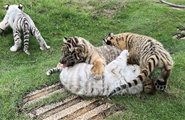 7 hổ con ra đời tại Khu du lịch sinh thái Vườn Xoài ở Đồng Nai