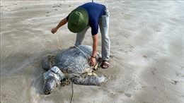 Làm rõ vụ một con rùa biển quý hiếm nghi bị giết để lấy trứng và nội tạng