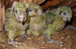 Giải trình tự gene giúp bảo tồn loài vẹt Kakapo đang có nguy cơ tuyệt chủng