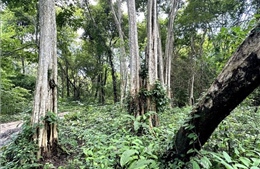 Bình Thuận thông tin về khai thác rừng làm hồ chứa nước