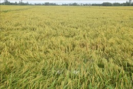 Mưa lớn kéo dài gây khó khăn trong thu hoạch lúa Hè Thu