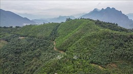 Thu gần 2.000 tỷ đồng dịch vụ môi trường rừng