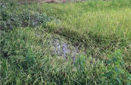 Mưa lớn kéo dài khiến hơn 810 ha lúa Hè Thu ở Cà Mau đổ ngã