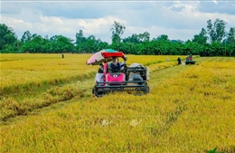Cơ cấu lại ngành lúa gạo dựa trên thế mạnh địa phương