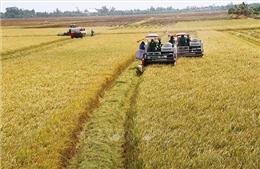 Tăng lợi nhuận và tính bền vững trong sản xuất lúa gạo tại ĐBSCL