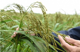 Nhân rộng sản xuất lúa theo hướng hữu cơ