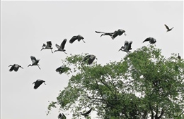 Khánh Hòa: Tăng cường các biện pháp bảo vệ đàn chim hoang dã, di cư
