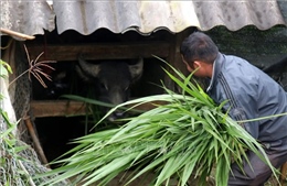 Rét hại bao phủ, Lào Cai chủ động phòng, chống cho cây trồng, vật nuôi