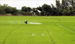 Nâng cao chất lượng, hiệu quả thực hiện cánh đồng lớn ở Kiên Giang