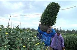 Người trồng hoa Tết ở Phú Yên &#39;thấp thỏm&#39; chờ thương lái