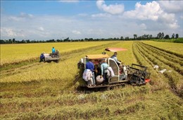 Cần Thơ: Giữ vững 50.000ha lúa chất lượng cao đến năm 2030
