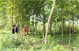 Chú trọng trồng rừng tạo lợi thế tham gia vào thị trường tín chỉ carbon