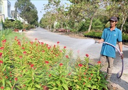 Nhà vườn Vĩnh Long đón thương lái mua hoa Tết