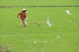 Quảng Trị: Tập trung mở rộng sản xuất lúa hữu cơ lên 1.000 ha