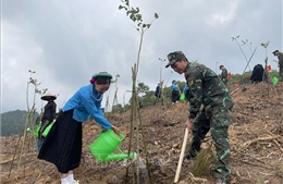 Quảng Ninh sẽ trồng 1 triệu cây xanh trong dịp Tết trồng cây