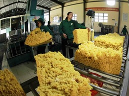 Gia Lai: Nông sản chủ lực xuất khẩu bứt phá đầu năm