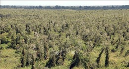 Cà Mau: Hơn 21.000 ha rừng có khả năng xảy ra cháy vì khô hạn