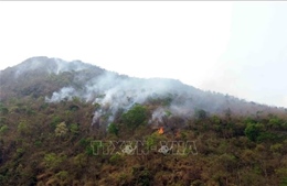 Dập tắt hoàn toàn đám cháy rừng thông ở Lâm Đồng