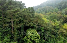 Tăng cường công tác quản lý, bảo vệ và phát triển rừng