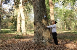 Bảo tồn vườn cao su 118 tuổi ở Đồng Nai