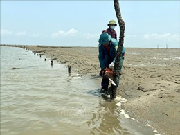 Kiên quyết xử lý tình trạng lấn chiếm bãi triều nuôi trồng thủy sản trái phép
