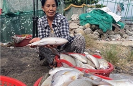 Phú Yên: Khẩn trương tìm nguyên nhân khiến tôm hùm, cá chết hàng loạt