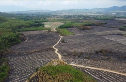 Khống chế hoàn toàn vụ cháy rừng, ruộng mía tại Khánh Hòa