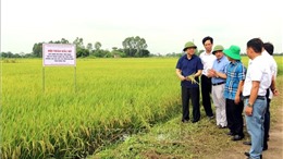 Ứng dụng kỹ thuật canh tác tiên tiến trong sản xuất lúa