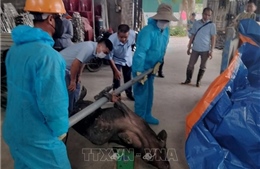 Quảng Ninh: Xuất hiện ổ dịch tả lợn châu Phi tại thị xã Quảng Yên