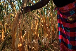 Nông dân châu Phi tìm cách thích ứng với biến đổi khí hậu