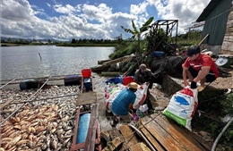 Xác định nguyên nhân cá chết hàng loạt tại Bảo Lộc