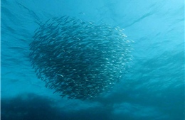 Nguyên nhân làm thay đổi cuộc di cư của cá mòi tại Nam Phi