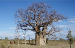 Khám phá nguồn gốc của các loài cây bao báp trên thế giới