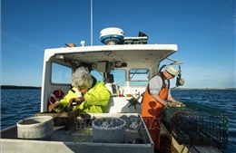 Đánh bắt IUU gây thất thoát 11 - 26 triệu tấn cá/năm