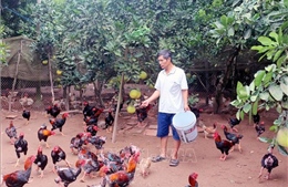 Khó khăn trong phát triển chăn nuôi đặc sản gà Móng