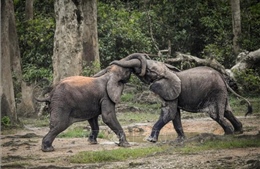 Nghiên cứu mới phát hiện loài voi gọi nhau bằng tên