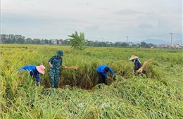 Một số tỉnh, thành phố đã không còn diện tích lúa và hoa màu ngập úng