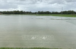 Mưa lớn gây ngập úng hàng nghìn hecta lúa mới gieo sạ ở Bình Định