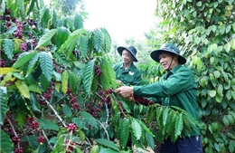 Chăm chút từng hạt cà phê đặc sản