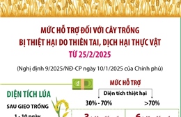 Mức hỗ trợ đối với cây trồng bị thiệt hại do thiên tai, dịch hại thực vật từ 25/2/2025