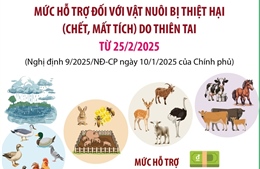 Mức hỗ trợ đối với vật nuôi bị thiệt hại (chết, mất tích) do thiên tai từ 25/2/2025