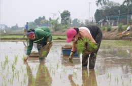 Thời tiết thuận lợi, nông dân tấp nập xuống đồng 