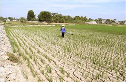 Chủ động ứng phó biến đổi khí hậu ngày càng khắc nghiệt