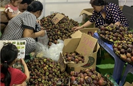 Lễ hội mùa trái chín 2025 có thể tạm dừng vì thời tiết không thuận lợi