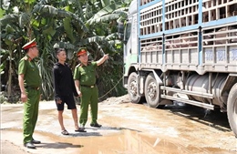 Cao điểm chống buôn lậu: Phát hiện xe tải chở 180 con lợn mắc dịch tả châu Phi đi tiêu thụ