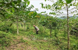 Rà soát toàn bộ diện tích rừng, đất lâm nghiệp có nguy cơ bị xâm lấn
