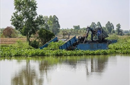 Tây Ninh xử lý phần lớn lục bình mọc dày trên sông để khơi thông dòng chảy