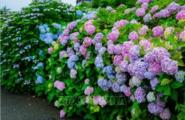 Cẩm tú cầu - loài hoa của mùa mưa Nhật Bản