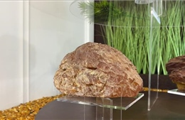Chạm tay vào những &#39;bảo vật&#39; hổ phách